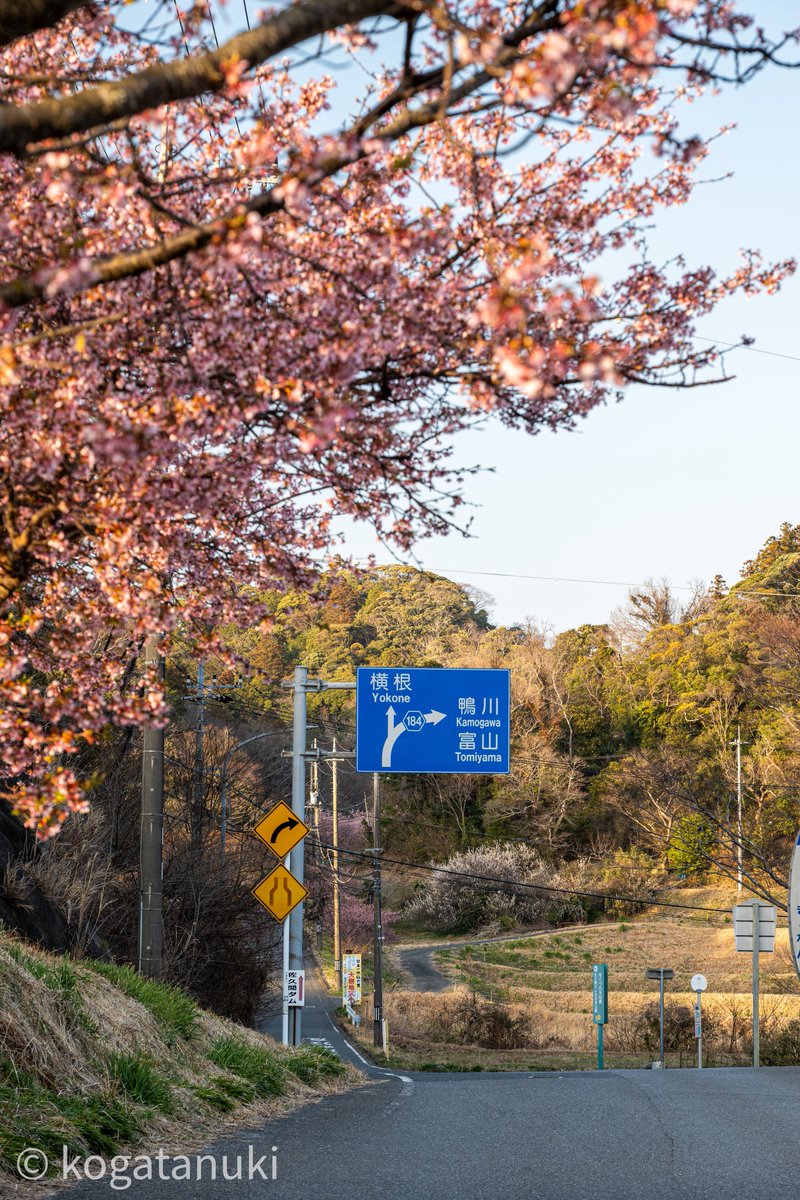 春へ登っていこう🚶‍♂️‍➡️ (23日) #Nikon Z5II Z 24-120mm f4S