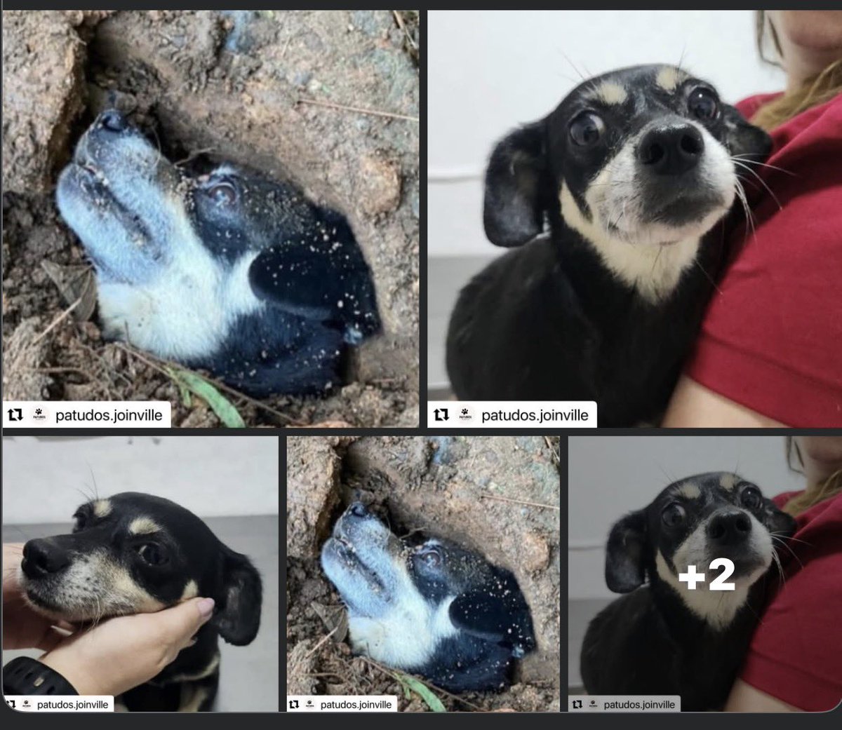paulazanelli's tweet photo. 🚨 INDIGNAÇÃO. REVOLTA.
Em Joinville, uma cachorra prenha foi soterrada viva.
Isso foi em um condomínio no bairro Jardim Paraíso, em Joinville (SC), ocorreu em fevereiro de 2026 e a investigação aponta para a participação de adolescent€s e de uma mulher que exercia funções profissionais no local.
Ela carregava 5 filhotes.
Cinco vidas que dependiam dela.
E mesmo assim, alguém achou que podia decidir enterrá-la como se fosse lixo.
Isso não é descuido.
Isso não é “erro”.
Isso é crueldade.
É impossível não sentir revolta.
É impossível não se perguntar que tipo de pessoa faz isso com um ser indefeso.
Maus-tratos são crime.
E precisam ser denunciados.
Que esse caso não seja só mais uma notícia que a gente esquece amanhã.
Que ele sirva para abrir os olhos.
Para cobrar justiça.
Para proteger quem não tem voz.
Se você souber de qualquer situação de maus-tratos:
📍 Procure a delegacia da sua cidade
Crueldade não pode ser normalizada.
Quem ama, protege.
Quem vê, denuncia.
A BONNIE E SEUS FILHOTES ESTÃO DISPONÍVEIS PARA ADOÇÃO, PARA MAIS INFORMAÇÕES ENTRE EM CONTATO COM O CBEA DE JOINVILLE
https://t.co/XoBH38c0n9