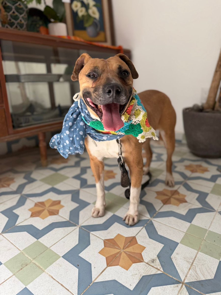 ¿Por qué deberías darle una oportunidad a Ponyo? 🐾

• Porque nunca ha tenido un hogar y merece saber lo que es sentirse seguro.
• Porque es súper guapo y tiene una mirada que enamora.
• Porque le encanta salir a pasear y disfrutar cada momento a tu lado.
• Porque nunca ha