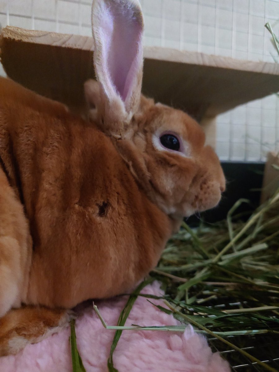 ゆー@もこもこは正義//ミニレッキスころも tweet media