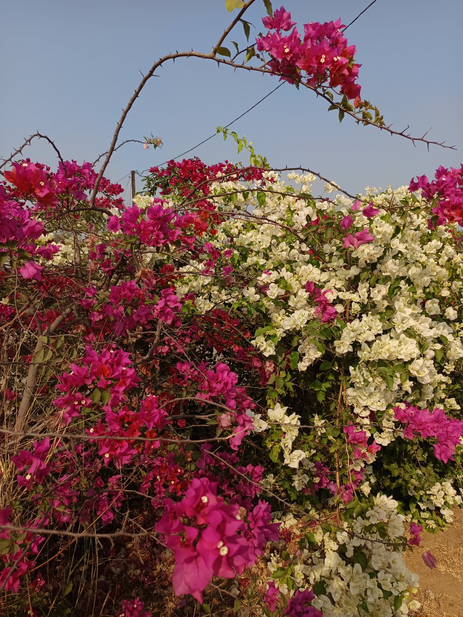 niileshraichura's tweet photo. Bougainville 🤍🩷💛 https://t.co/yPwfPzbfQR