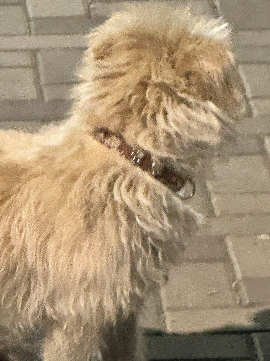 Amigos nos llega el siguiente reporte, se trata de un Perrito, macho, lo encontraron hace una semana en el parque Alfonso esparza, en la colonia Nápoles, Benito Juárez, traía collar café.

Nos ayudan a difundir por si su familia lo está buscando?

Más info al: 55 1178 3352