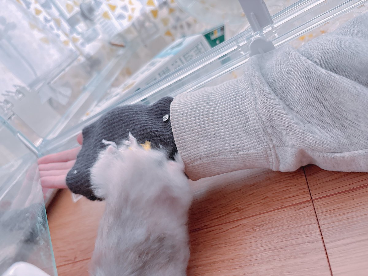 Post by ハムちゃん🐹 on X: ｻﾞｻﾞｯ