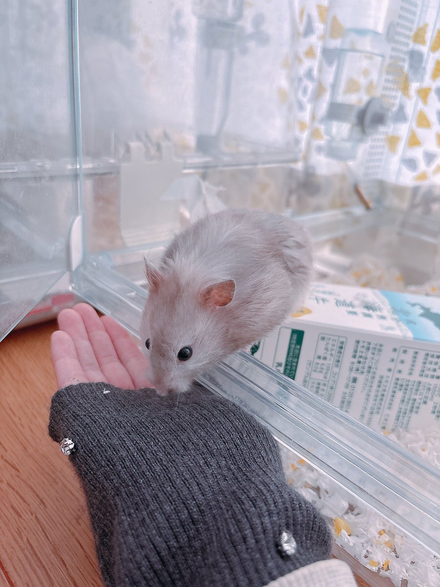 Post by ハムちゃん🐹 on X: ｻﾞｻﾞｯ