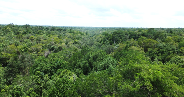 森林総合研究所（森林総研） tweet media