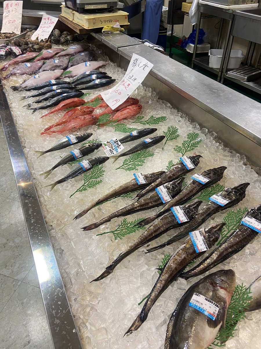 この後山田水産さん中継です
今日は天然本マグロの日！