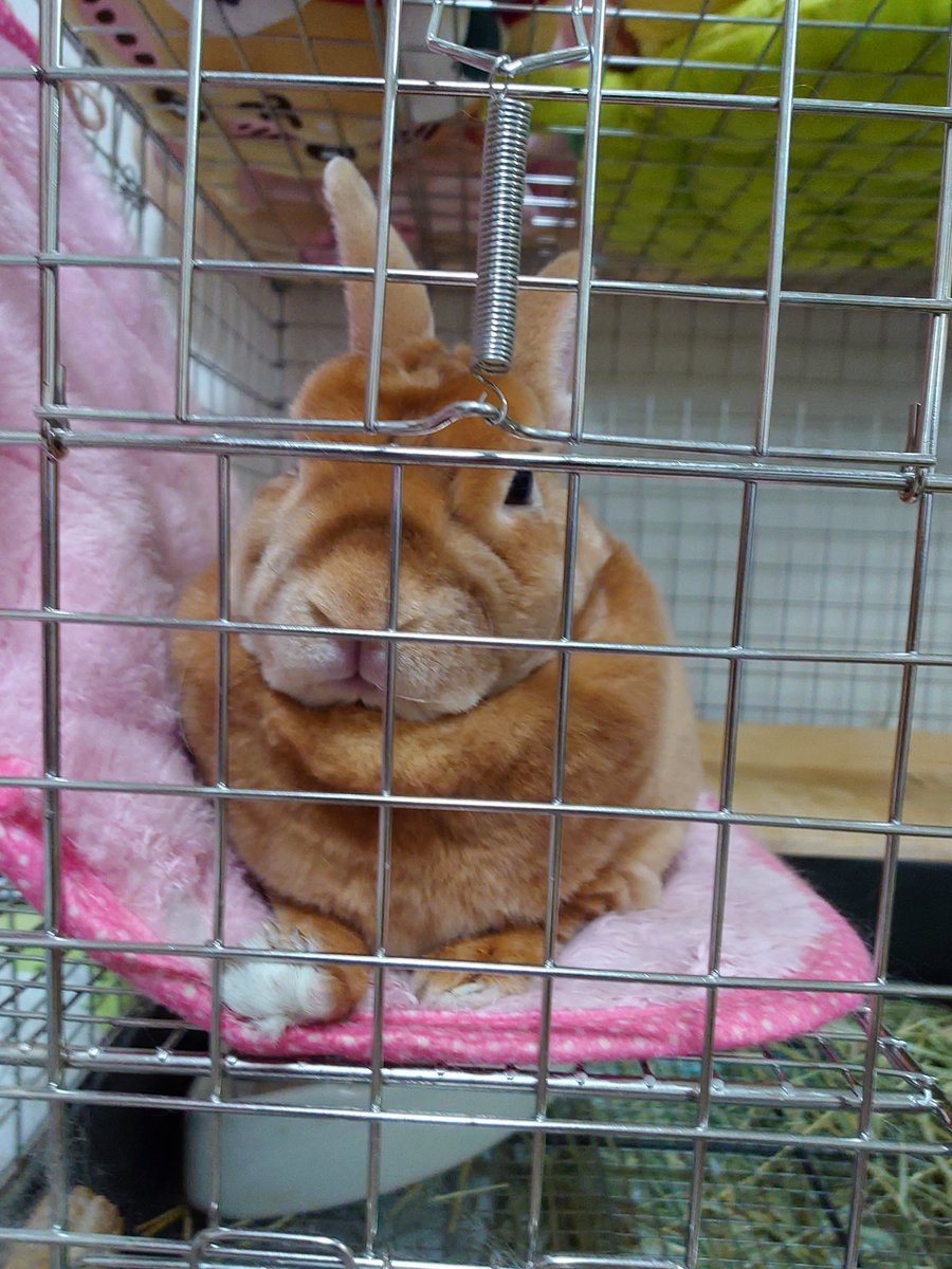 ゆー@もこもこは正義//ミニレッキスころも tweet media