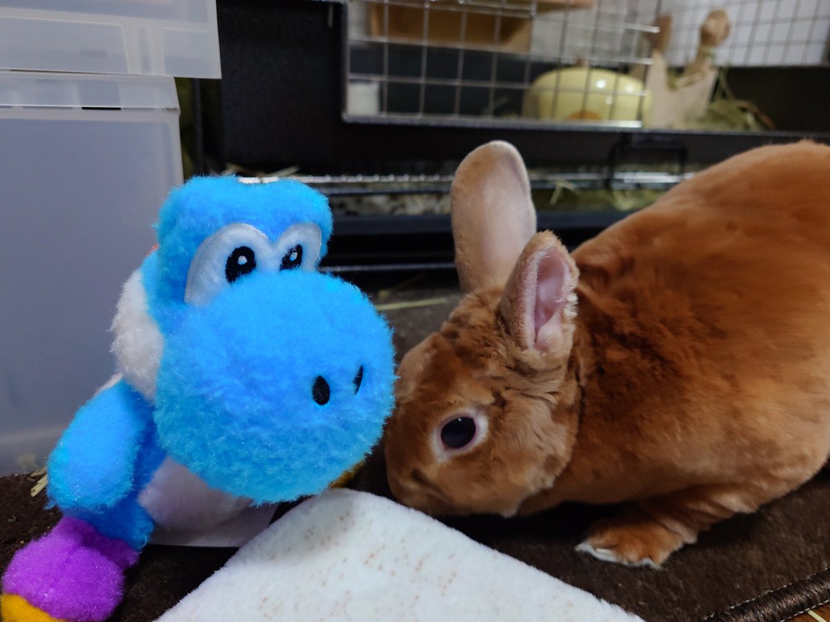 ゆー@もこもこは正義//ミニレッキスころも tweet media