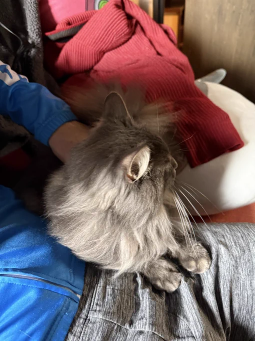 荒ぶった猛獣が筋トレ中に甘えて来た! たたかう にげる ぼうぎょ →なでる