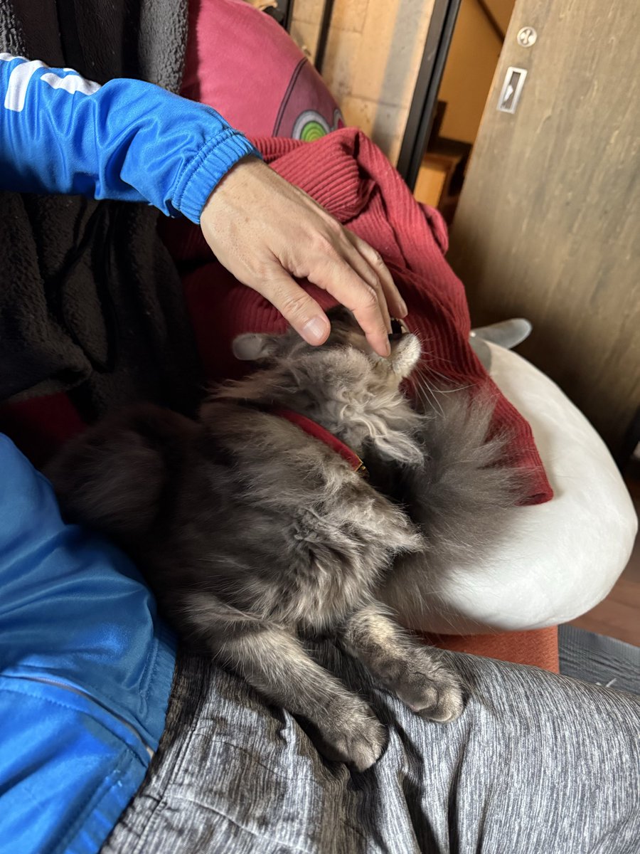 「荒ぶった猛獣が筋トレ中に甘えて来た! たたかう にげる ぼうぎょ →なでる」|統月剛のイラスト