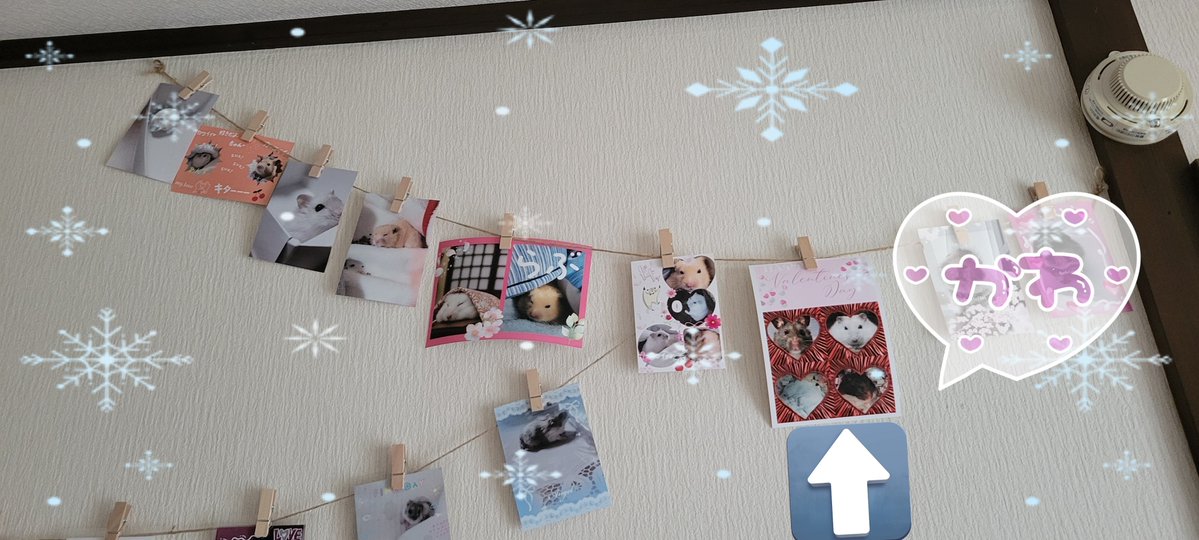 まーちゃん、ちゃすけちゃんママからポストカード届きました♥めっちゃ可愛い✨私の部屋の写真たちの中に入りましたぁ
矢印のが送ってくれたカードです😄ありがとう😊
#ハムスター
<a href="/marble1104m/">まーちゃんねる</a>