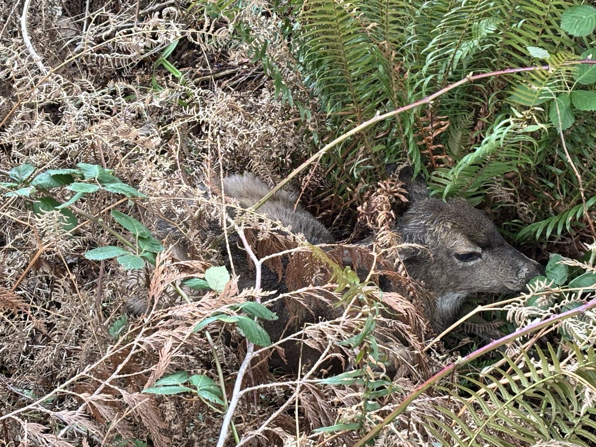 Pat Lethbridge tweet media