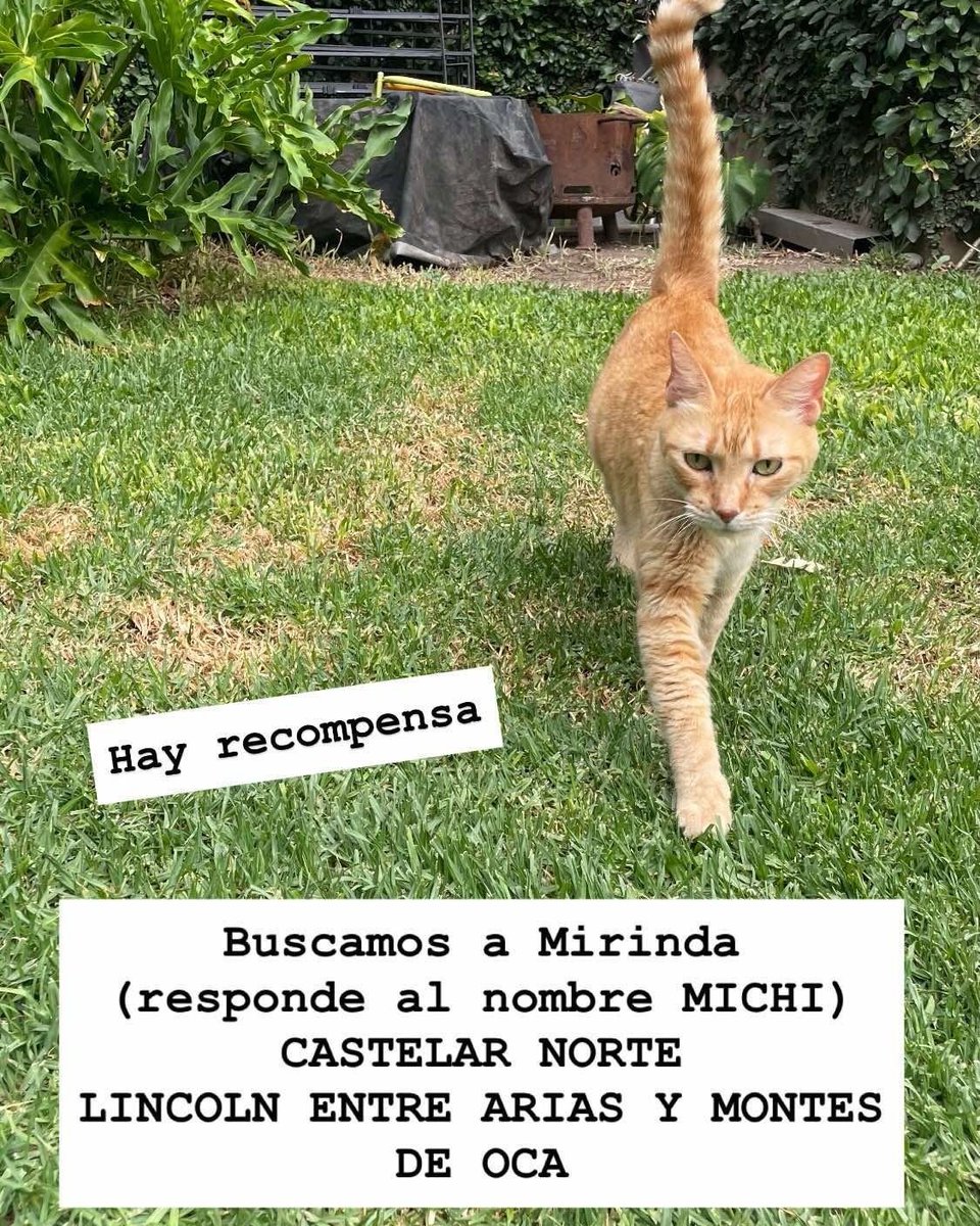 Fundación De Gatitos tweet media