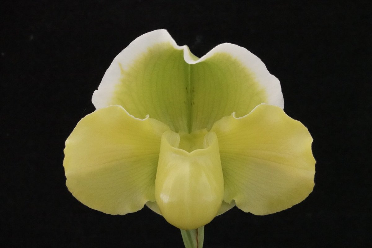 oikawa_orchids's tweet photo. 「世界らん展2026 -花と緑の祭典-」の感謝セールとして送料全国一律1000円、特価スタートにてヤフオク出品中です。3/1(日)の21時台に終了いたします。よろしくお願いいたします。#パフィオ　#Paph #及川洋蘭園　#地生蘭　
https://t.co/A1OPqOejt7 https://t.co/2JF3IqYRIY