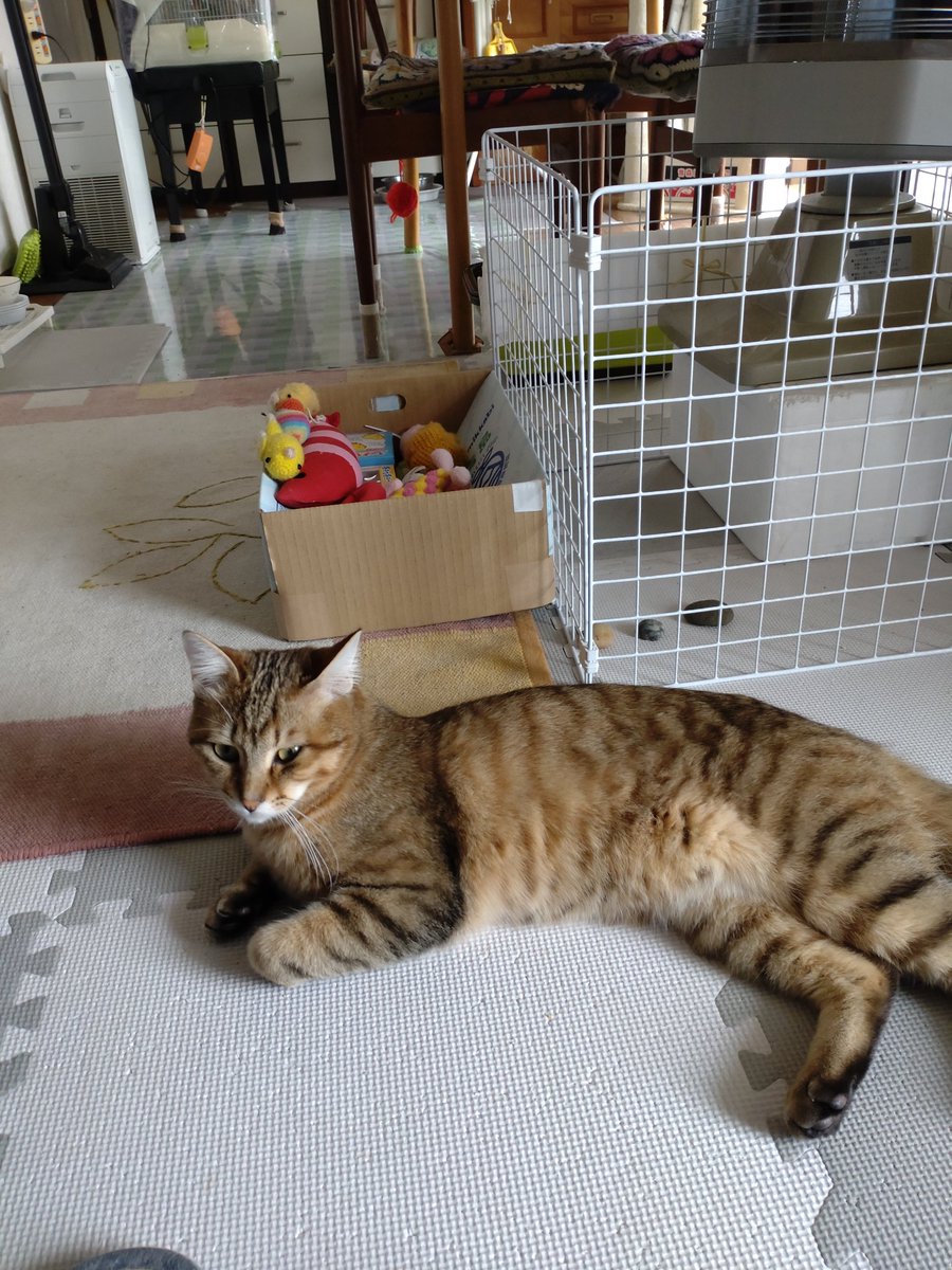FaibuG's tweet photo. 今日の天気は曇り☁風速7㍍で寒い🧣ピー子ちゃんは2月24日に71個目の卵🥚を産みました。 https://t.co/3zugAX33jY