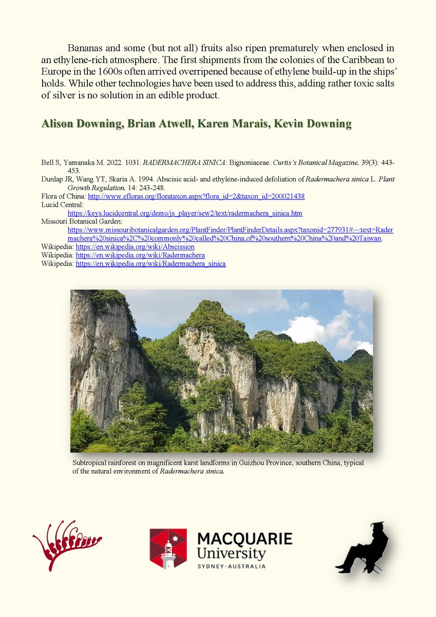 Minmi Paravertebra tweet media