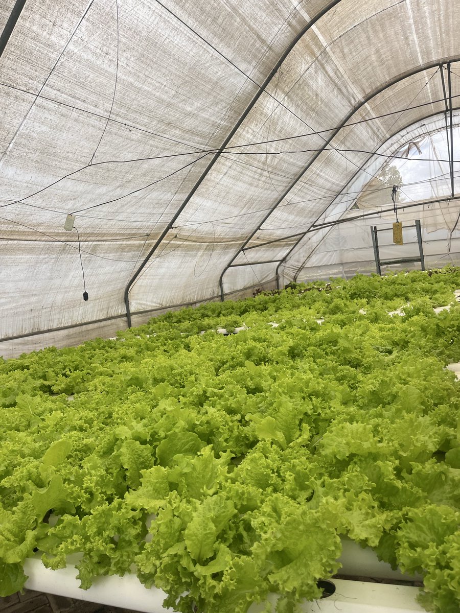 MasukuPrie's tweet photo. Growth doesn’t always happen in perfect conditions. This urban farm is proof that with care and commitment, anything can thrive 🌱#YELP #VitaGrow #YouthEmpowerment #innovationinplay #Agriculture #wfpzimbabwe #zimbabwe @Cyton3151 @Shiella_263 @leonidasCharie @myvitagrow https://t.co/cMATGohcm8