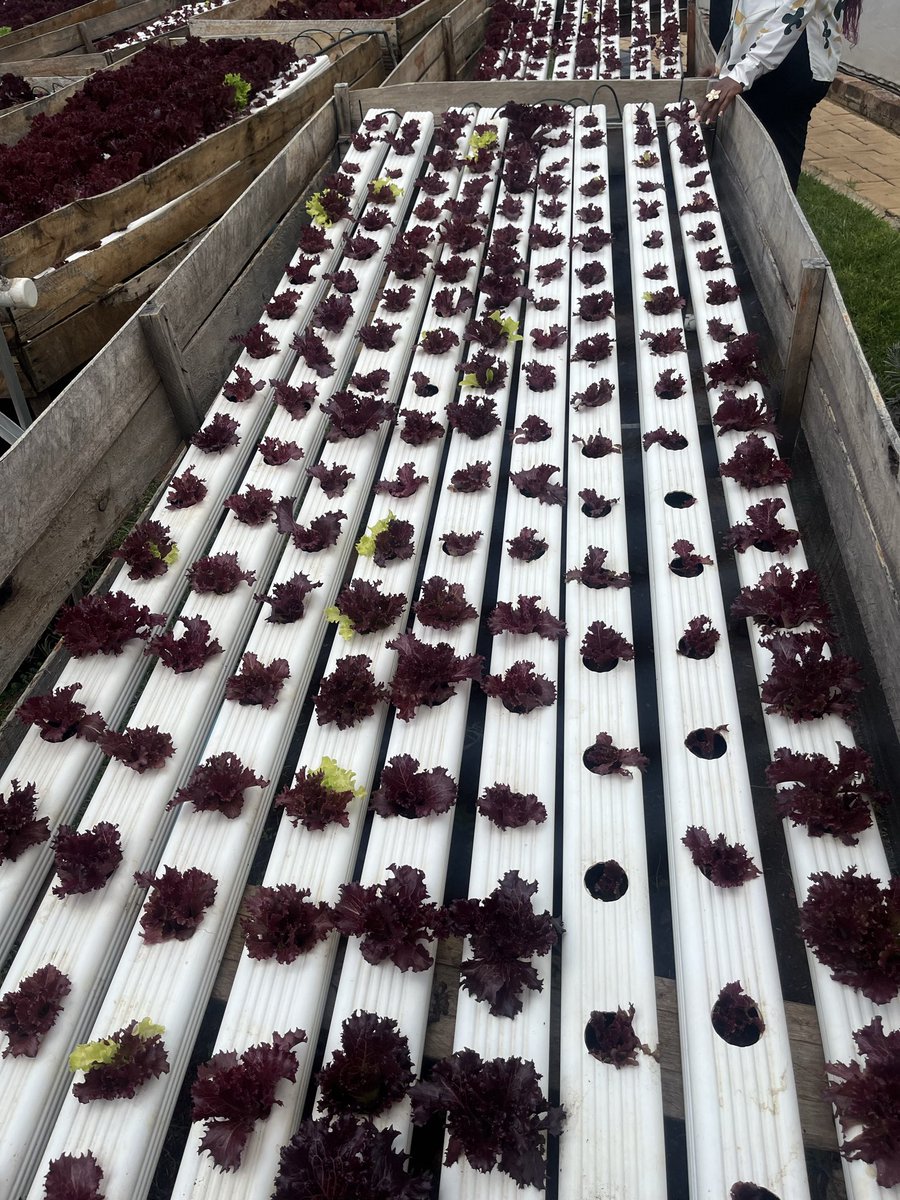 MasukuPrie's tweet photo. Growth doesn’t always happen in perfect conditions. This urban farm is proof that with care and commitment, anything can thrive 🌱#YELP #VitaGrow #YouthEmpowerment #innovationinplay #Agriculture #wfpzimbabwe #zimbabwe @Cyton3151 @Shiella_263 @leonidasCharie @myvitagrow https://t.co/cMATGohcm8
