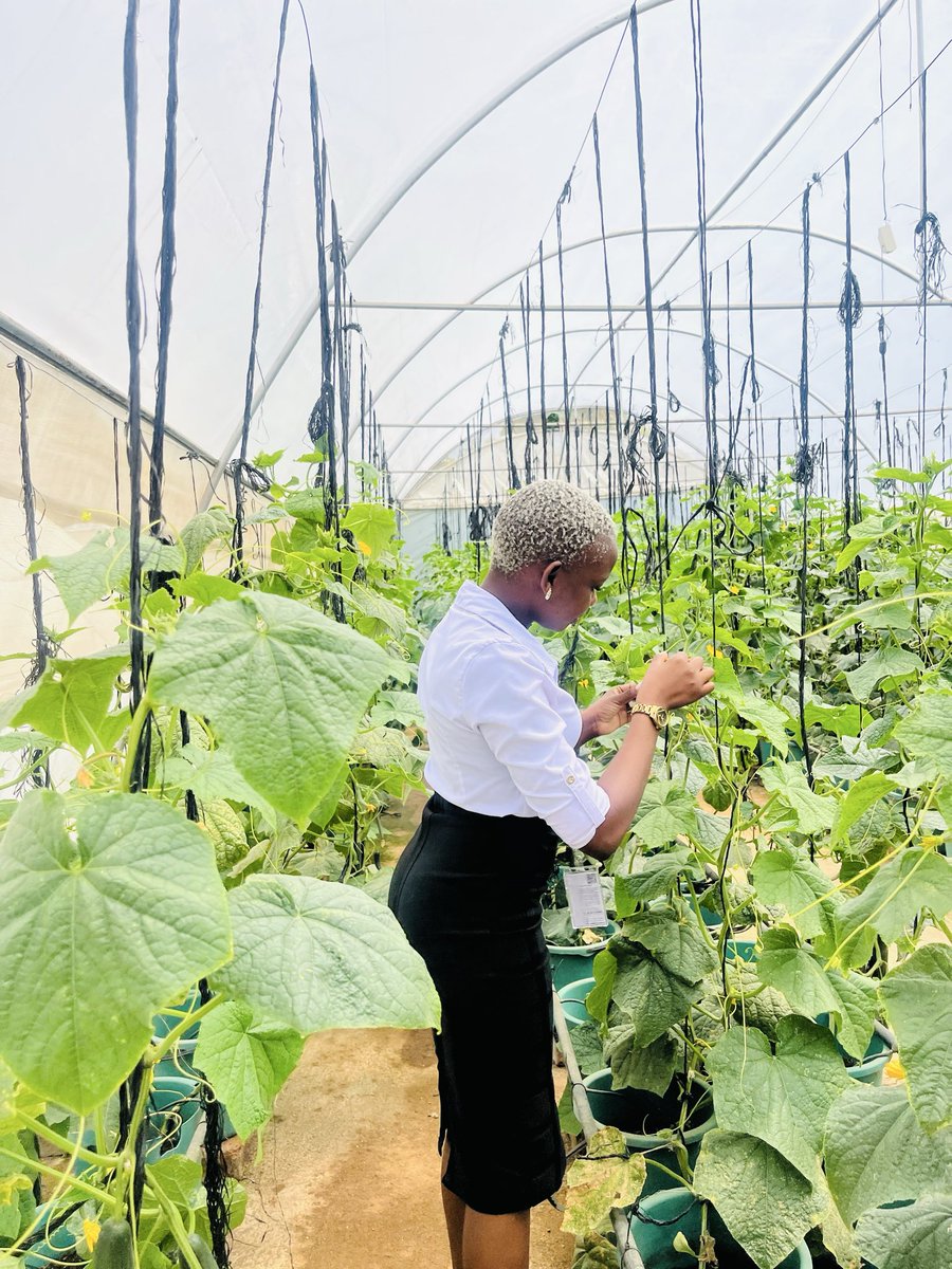 MasukuPrie's tweet photo. Growth doesn’t always happen in perfect conditions. This urban farm is proof that with care and commitment, anything can thrive 🌱#YELP #VitaGrow #YouthEmpowerment #innovationinplay #Agriculture #wfpzimbabwe #zimbabwe @Cyton3151 @Shiella_263 @leonidasCharie @myvitagrow https://t.co/cMATGohcm8