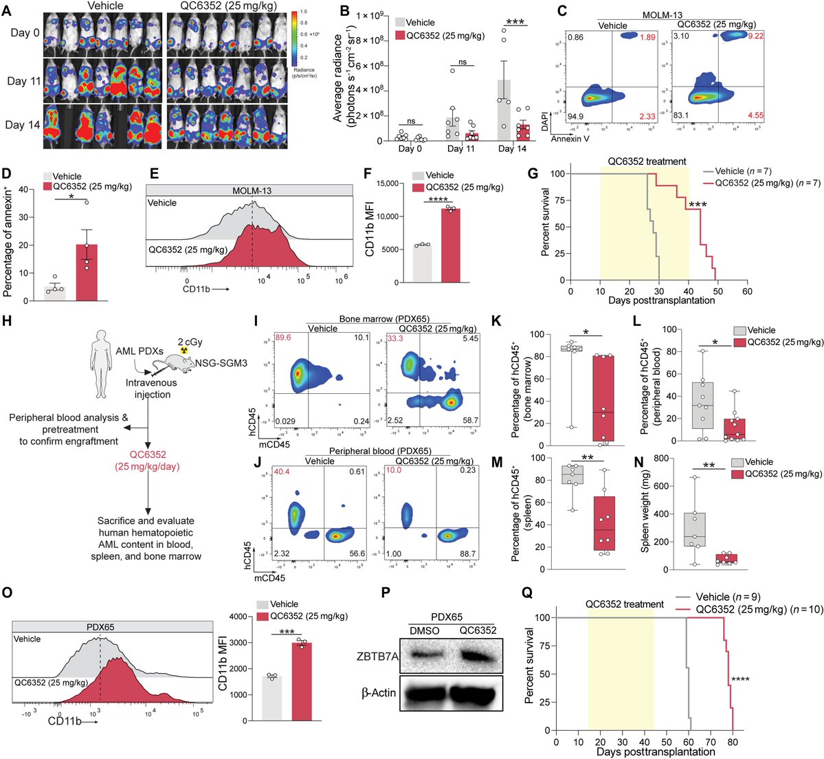CRISPR screens identify ZBTB7A as a tumor suppressor gene, and