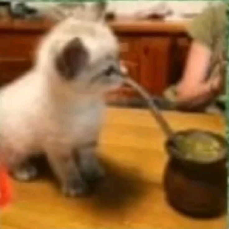 no vuelvo a meterme en peleas autiastas