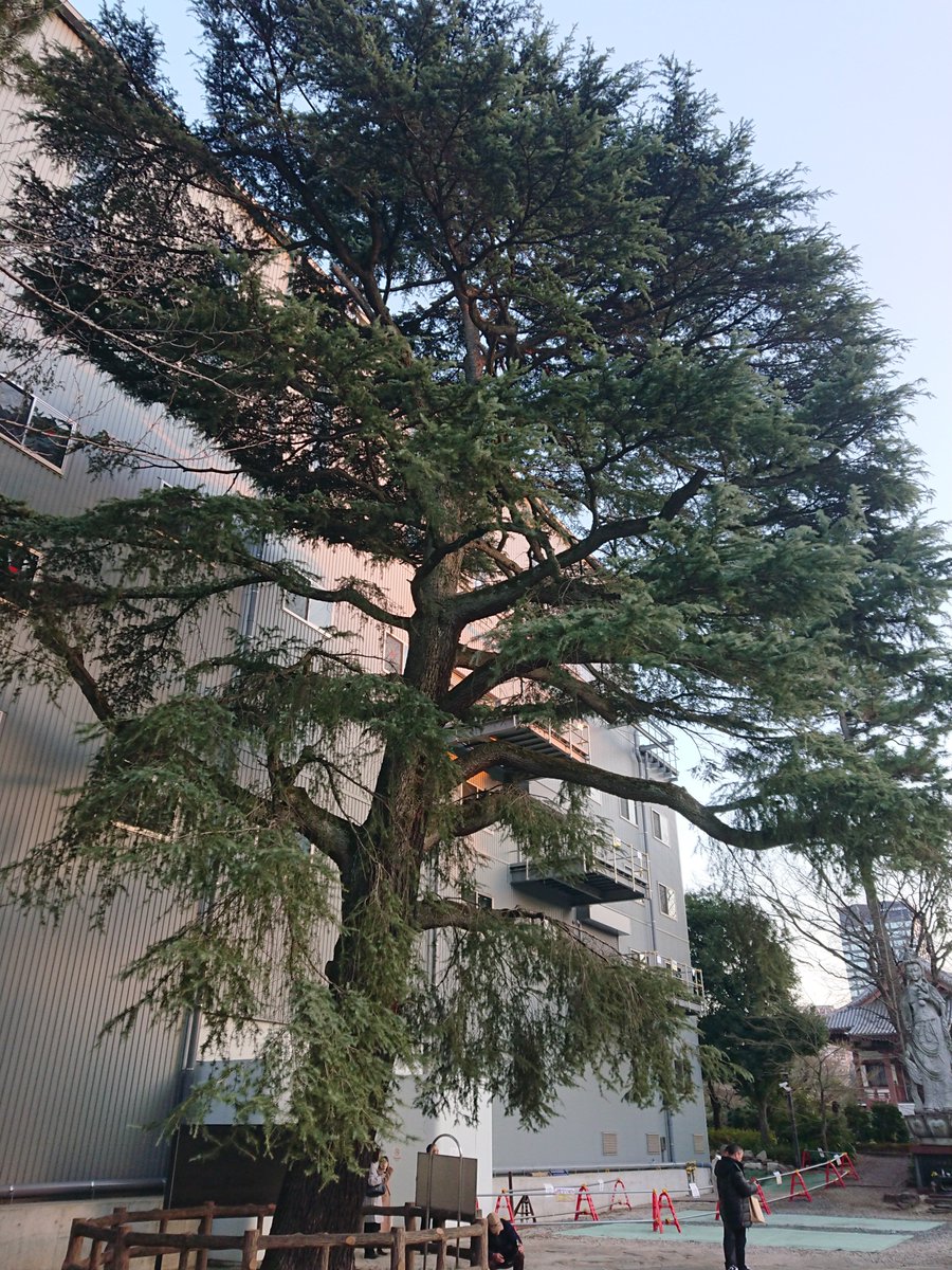mysterysnack1's tweet photo. 3rd week of February #Zojoji
グラント松 "Grant pine"
In 1879, General Grant, who had retired as President of the U.S., visited Japan as a state guest while traveling around the world with his wife. He planted this tree during his visit to the temple.
#WitnessTree https://t.co/wrdDCa8VG2