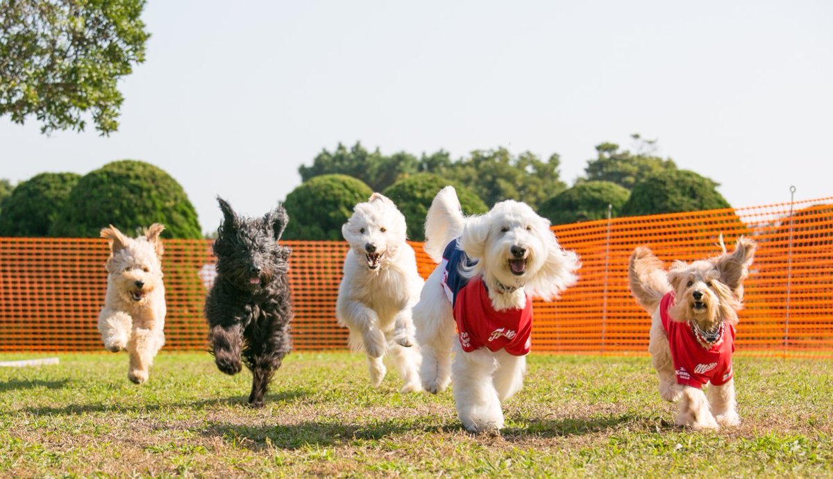 yokohamaredbric's tweet photo. 🐶🐾🐶🐾🐶🐾
#赤レンガでわんさんぽ
#横浜赤レンガ倉庫 にて3/19(木)から開催！
🐶🐾🐶🐾🐶🐾

ワンちゃんグッズやバラエティ豊かなグルメが並ぶドッグマーケットや
「うちの子クエスト」などのコンテンツも盛りだくさん🐕
愛犬との特別な一日をお楽しみください✨

詳細🔽
https://t.co/6LFen1Udlb https://t.co/ISDwvsQOdO