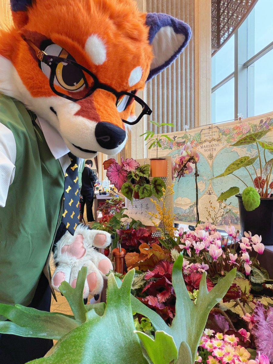 大坏狐狸 tweet media