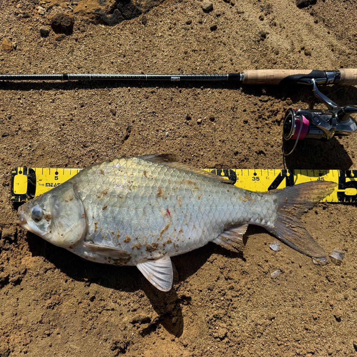 本日は2/26(木)🌼日本列島『春一番』到来🐟🔥 平日なので♪ちょこっと