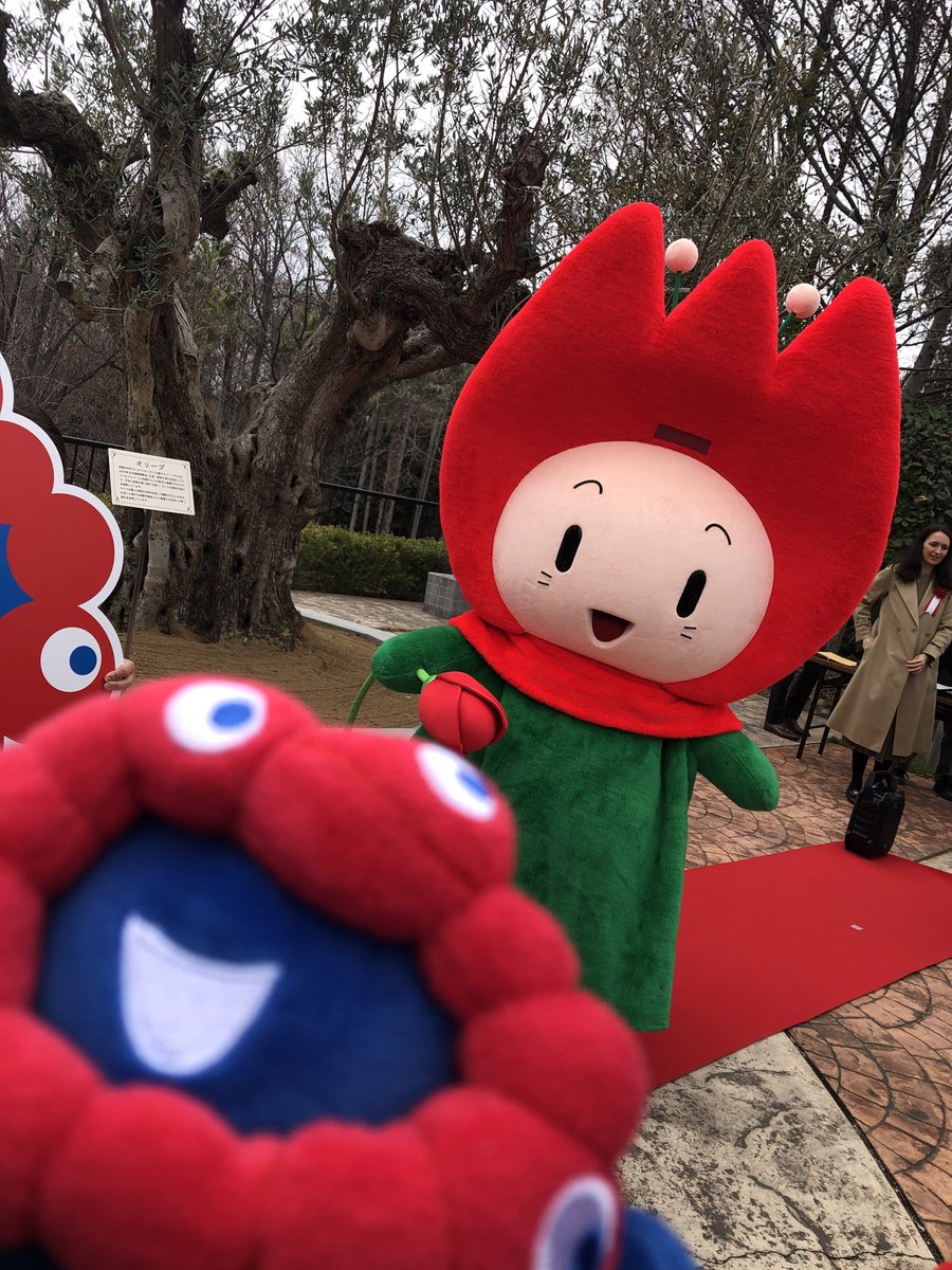 perochawan's tweet photo. もっちり、あれが花ずきん先輩だよ🌷
大阪関西万博でモナコパビリオンにあったオリーブの木が、鶴見緑地のモナコ庭園に移植されて、その銘板の除幕式に行って来ました
花ずきんちゃんめっちゃかわいかった🥰90年花博の時、花ずきんちゃんめっちゃ好きやった❤️久々に会えて嬉しい😭旧友に会った気分☺️ https://t.co/uM43iOU9zL