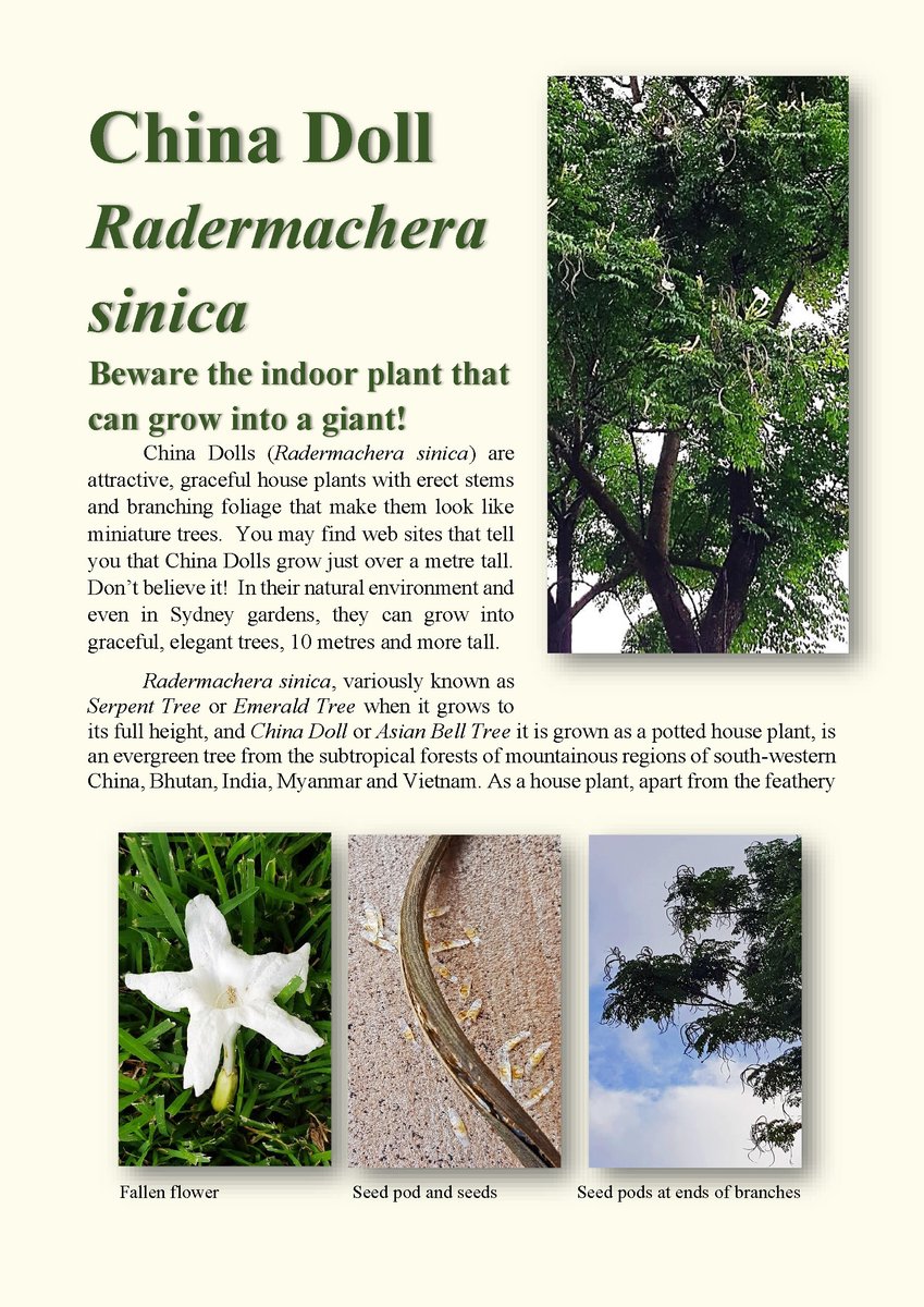 Minmi Paravertebra tweet media