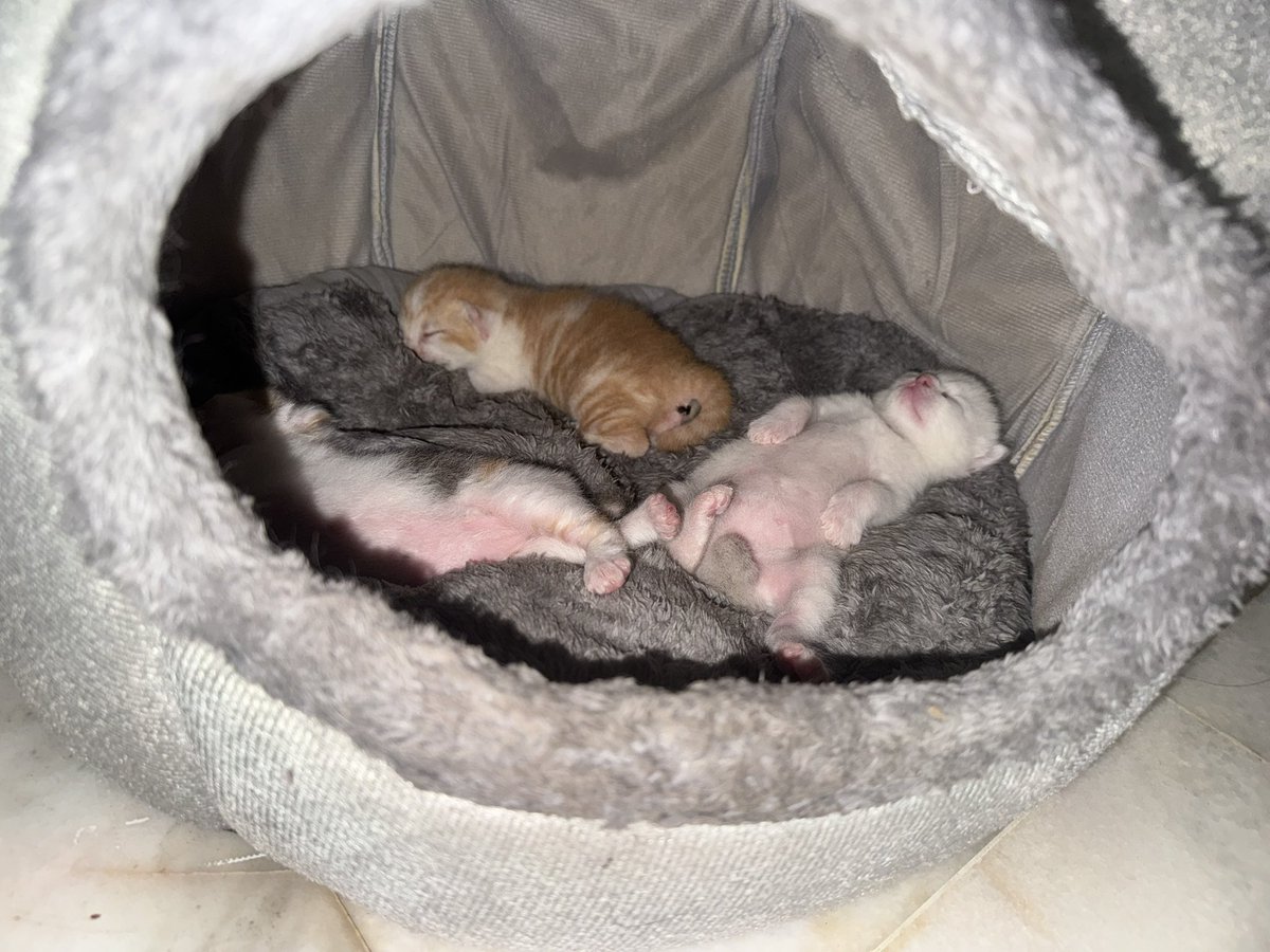 Zakwanafiqq's tweet photo. “Mak effort 200%
Baby : wake me up bila susu ready 😹 https://t.co/zR6xSoDtei