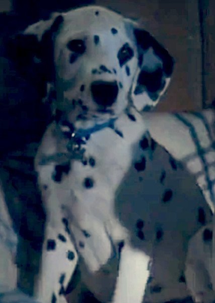 🐾✨🦴ᗪIᑭᑭEᖇ (ᒪITTᒪE ᗪIᑭᑭEᖇ) 🐾✨🦴 tweet media