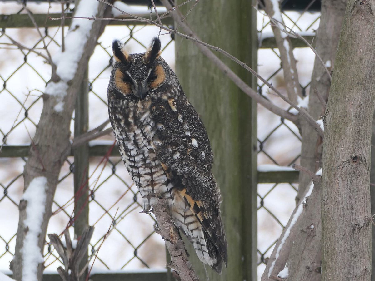 Dave Lindeman tweet media