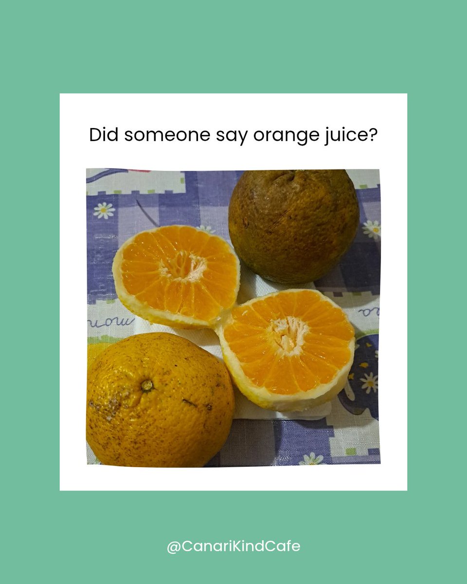 CanariCreations's tweet image. I received these lovely oranges (they are called uglies in Jamaica) from my neighbor last week. 

What did you receive from a neighbor, friend, or even a stranger recently?

#CanariKindCafe 
#Creativity 
#Oranges
#Jamaica 
#sharingiscaring❤️