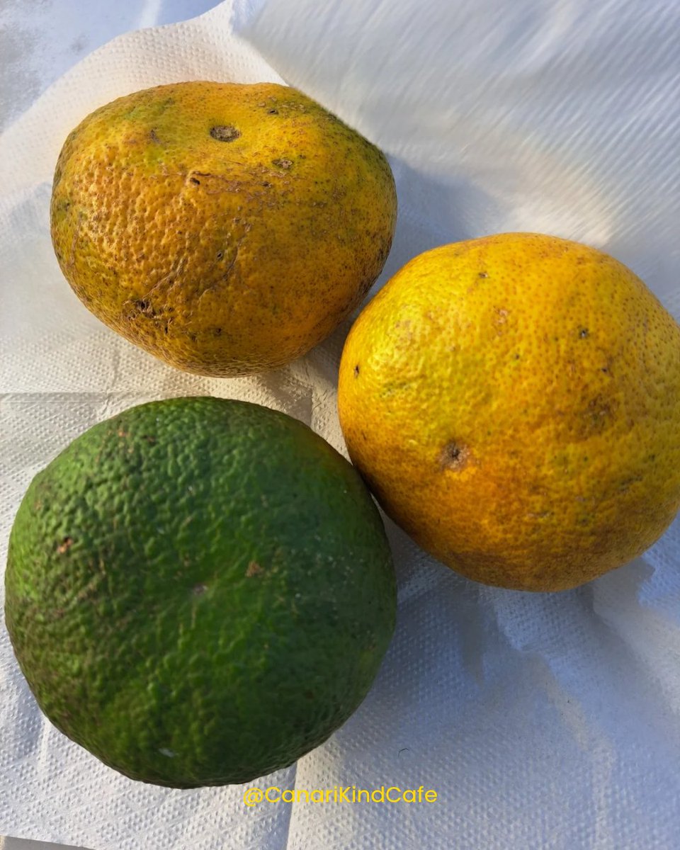 CanariCreations's tweet image. I received these lovely oranges (they are called uglies in Jamaica) from my neighbor last week. 

What did you receive from a neighbor, friend, or even a stranger recently?

#CanariKindCafe 
#Creativity 
#Oranges
#Jamaica 
#sharingiscaring❤️