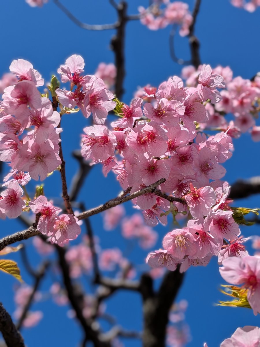WCCF 中下級 バラ売り 再掲！ 交流館の寒桜も咲き始め、春の訪れを感じる季節になりました。 また