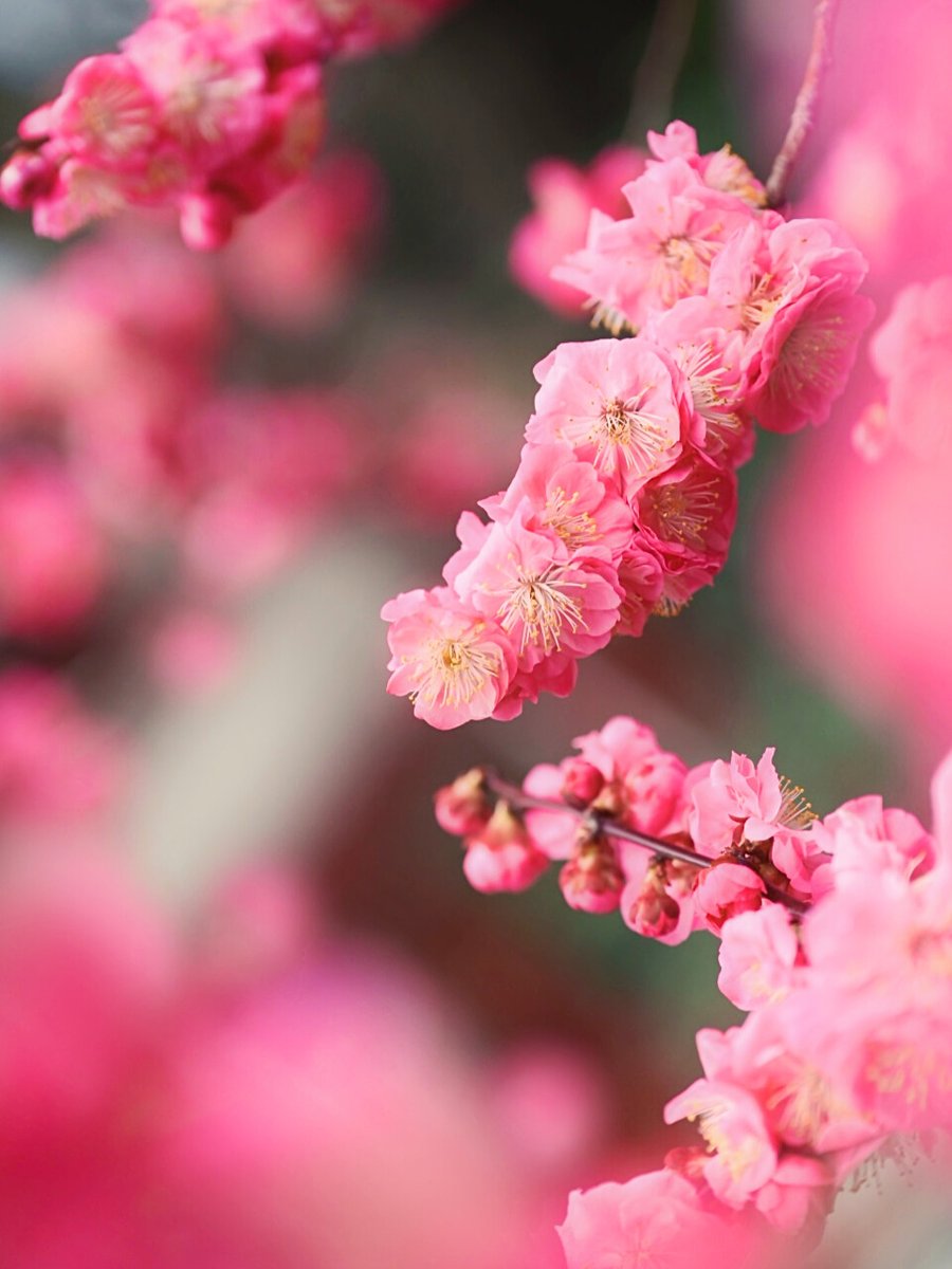 2026年桜開花予想が全国的に前倒し、東京3月16日スタートの見込み