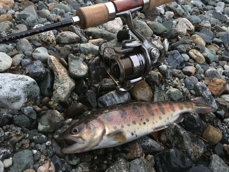 doshikanko's tweet photo. 3/1（日）は道志川ヤマメ・雑魚釣り解禁日。

今年は、数十年に一度の少雨。

清流道志川の水量も少ない状態が続いてましたが、
昨日の雨で回復傾向にあります。

今年も道志川のヤマメをお楽しみください。

※遊漁証の料金を改定しました。
https://t.co/JwGBRlVntm

#道志村　#ヤマメ解禁 https://t.co/JpMG2Msbkm