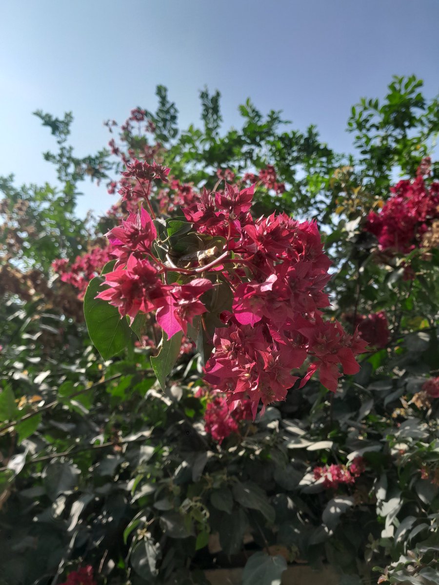 bts_deprived's tweet photo. #FlowerForHobi #Hobiuary #HopeMonth https://t.co/MQ1cuVO9zB