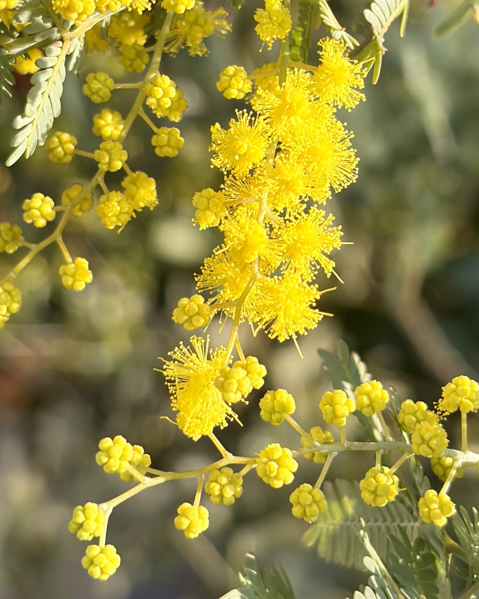 ほころび始めたミモザ 鮮やかな明るい黄色が好き。蕾も開きかけも