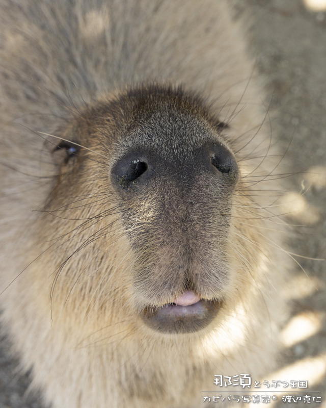 capybarahp's tweet photo. おはようございます。

#カピバラ #capybara #水豚 #おはよう https://t.co/aDSZqG9eWZ