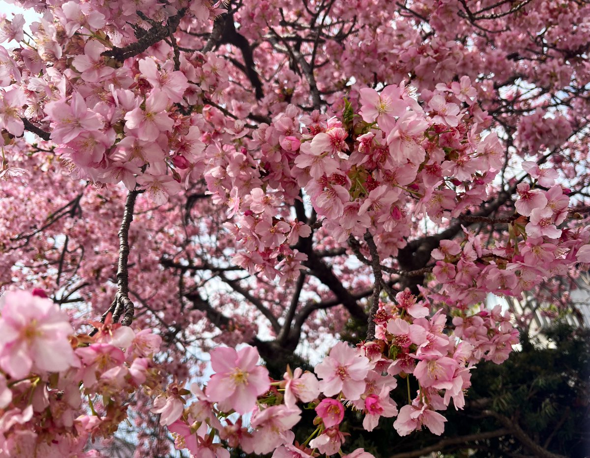 英 真有 tweet media