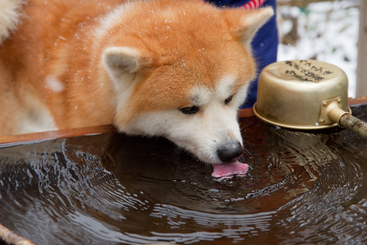 あきたびじょん tweet media