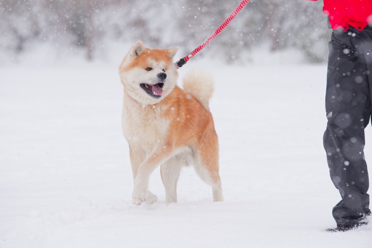 あきたびじょん tweet media