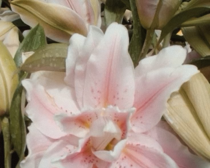 𑣲megbrina tweet media