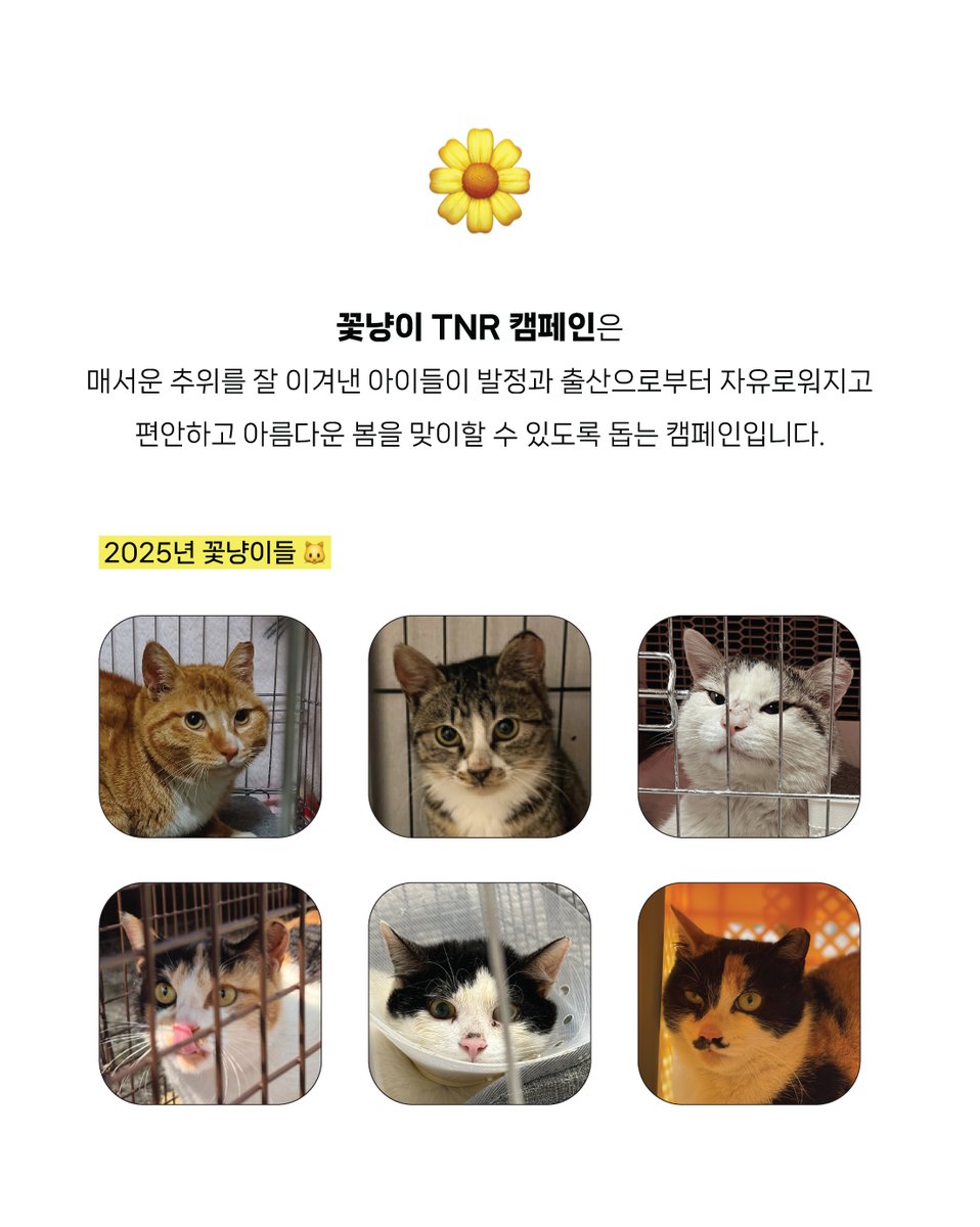 한국고양이보호협회 tweet media