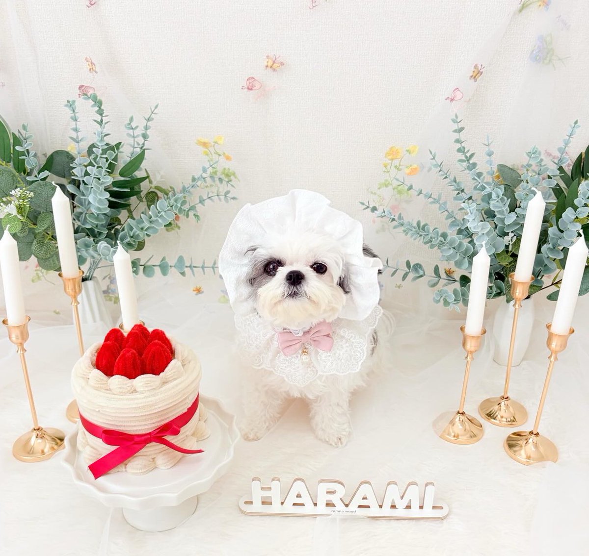 harami_226's tweet photo. はーちゃん5歳のお誕生日おめでとう🎂🐮
これからも末永くずっと一緒にいられますように✨長生きしてね https://t.co/h3pvVXt3ba
