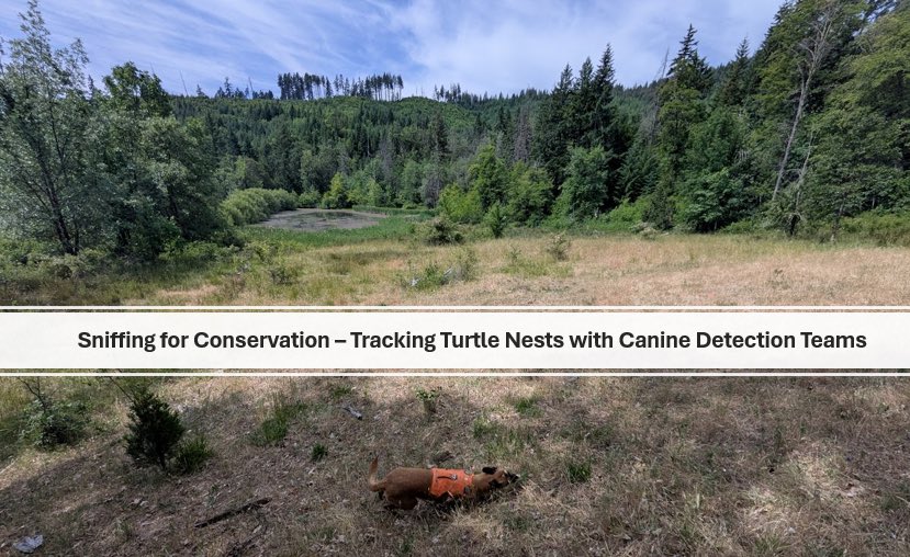 Rogue Detection Teams tweet media