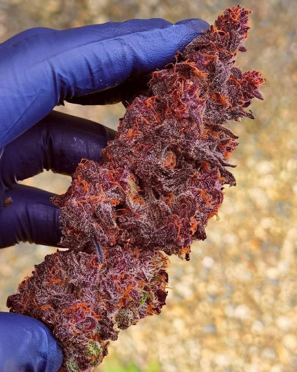 Give this strain a name… 🔥🔥